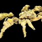 Decorator Spider Crab (Camposcia cf. retusa) | Preserved Crab Specimen | Real Camouflage Crab