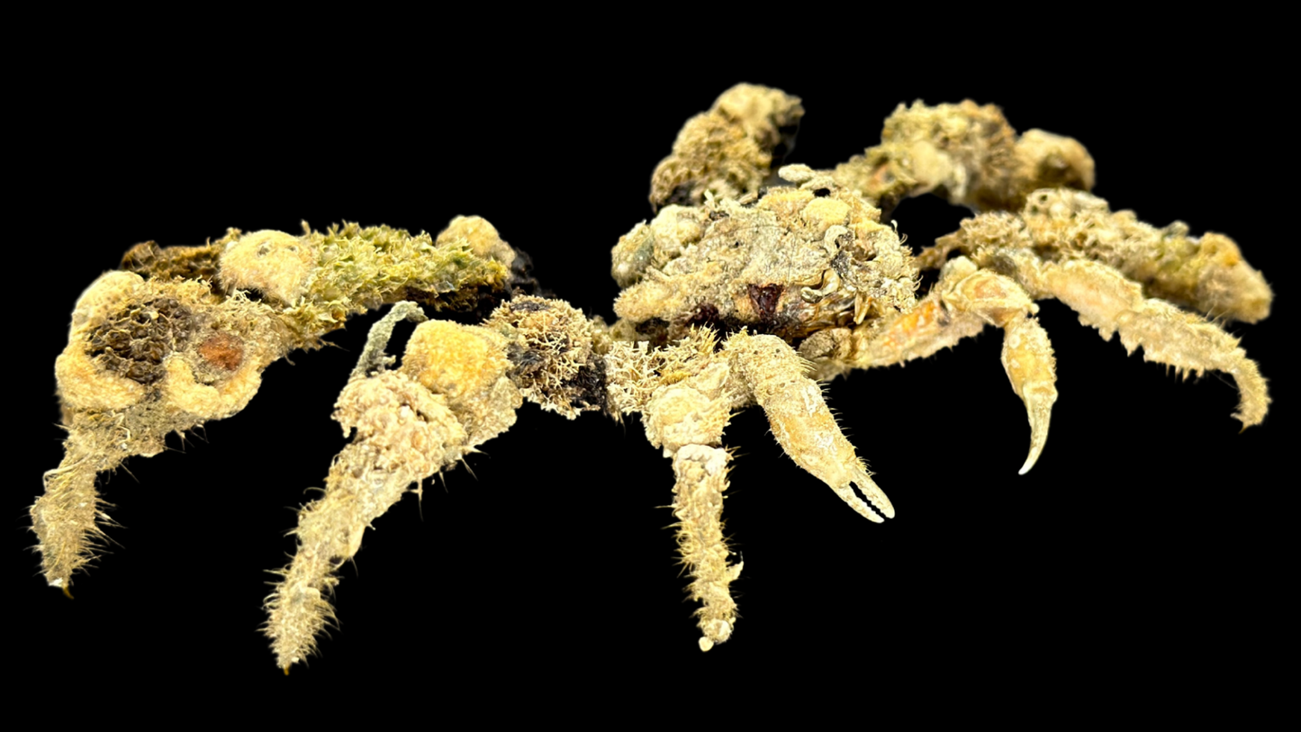 Decorator Spider Crab (Camposcia cf. retusa) | Preserved Crab Specimen | Real Camouflage Crab