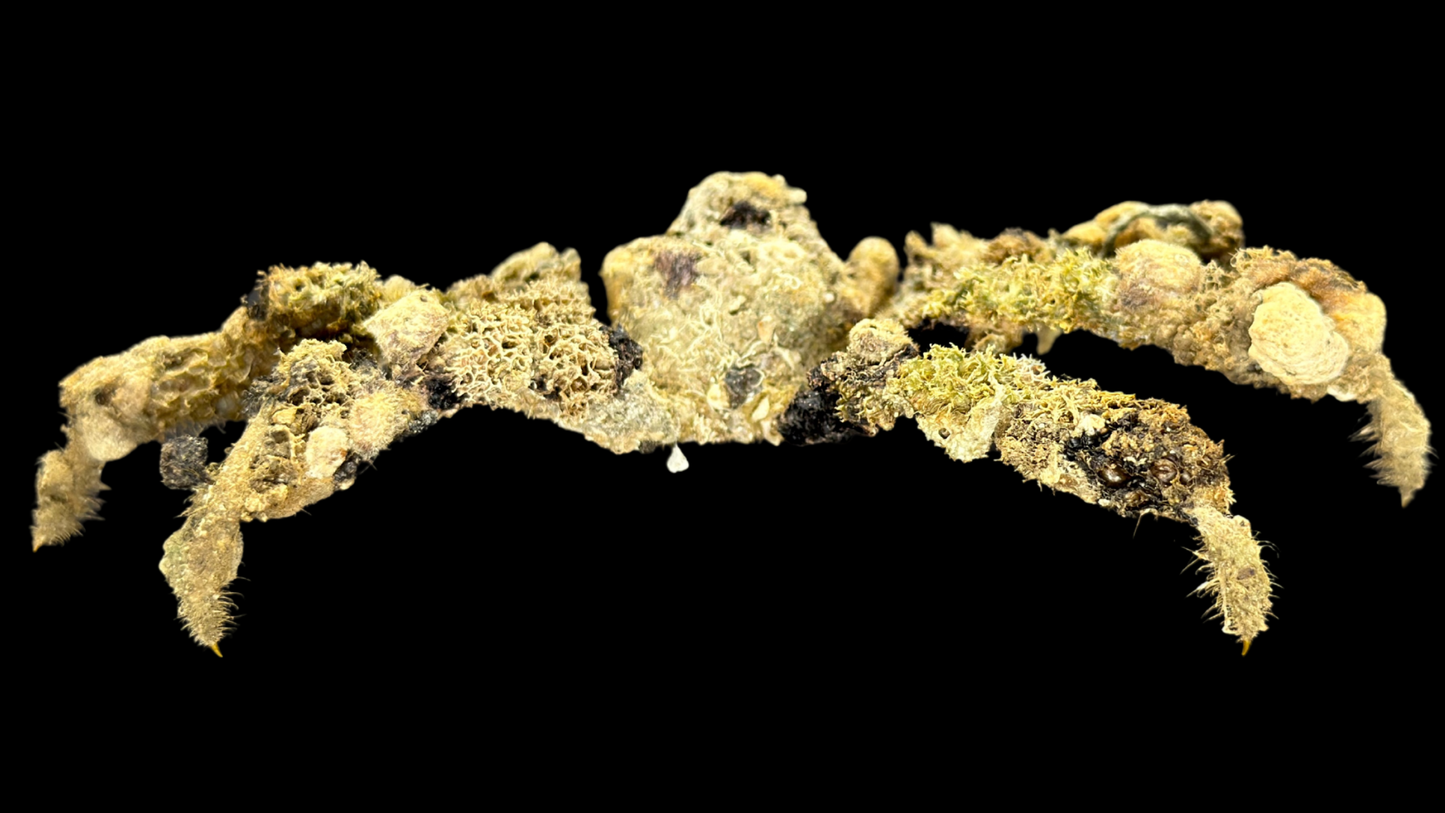Decorator Spider Crab (Camposcia cf. retusa) | Preserved Crab Specimen | Real Camouflage Crab
