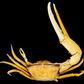 Dussumier's Fiddler Crab (Tubuca dussumieri) | Preserved Crab Specimen | Real Fiddler Crab