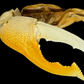 Dussumier's Fiddler Crab (Tubuca dussumieri) | Preserved Crab Specimen | Real Fiddler Crab