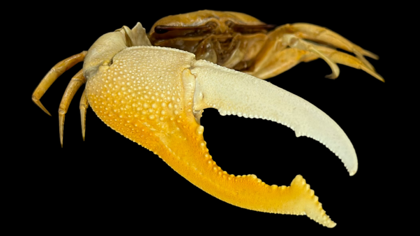 Dussumier's Fiddler Crab (Tubuca dussumieri) | Preserved Crab Specimen | Real Fiddler Crab