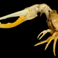 Dussumier's Fiddler Crab (Tubuca dussumieri) | Preserved Crab Specimen | Real Fiddler Crab