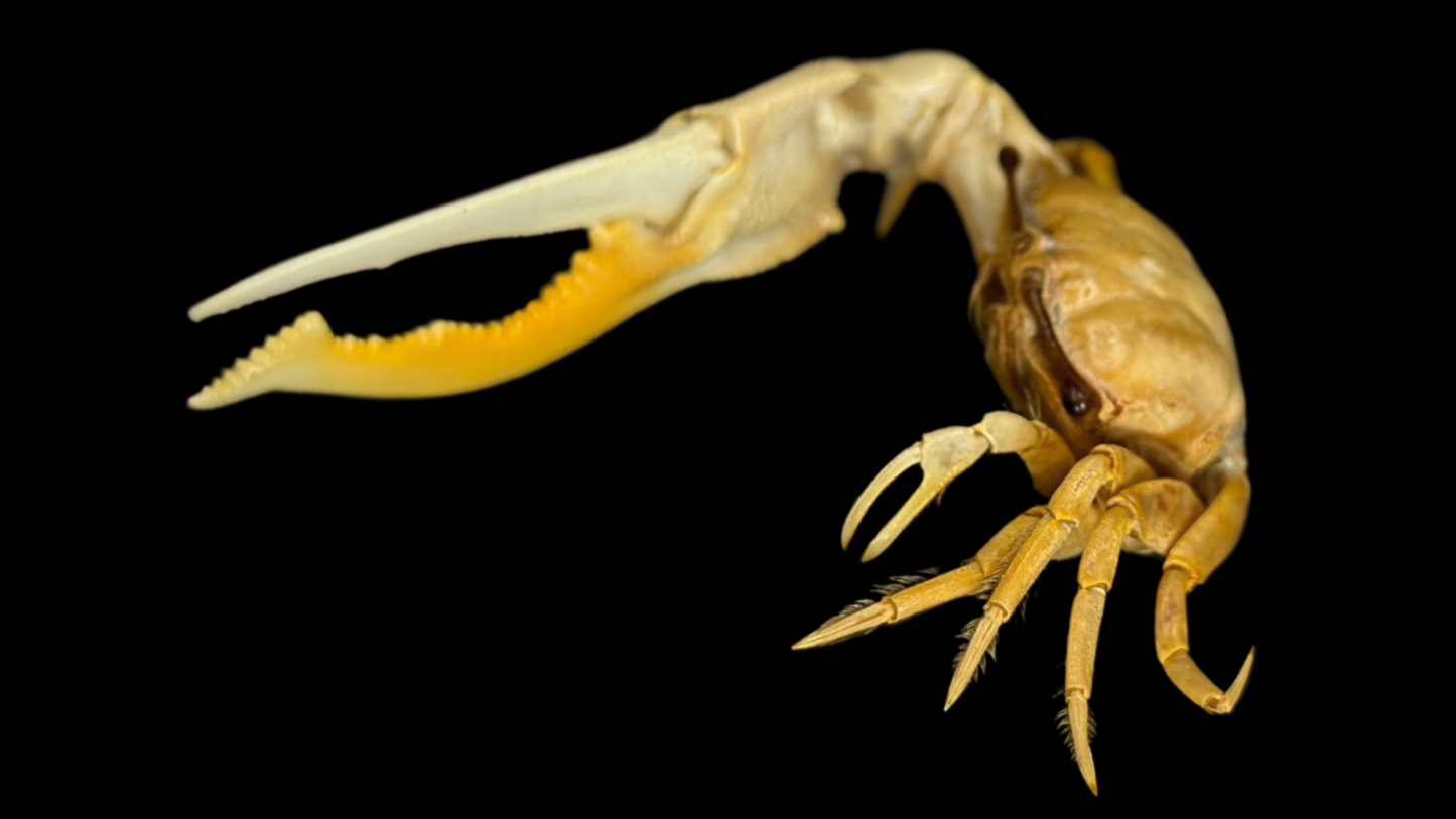 Dussumier's Fiddler Crab (Tubuca dussumieri) | Preserved Crab Specimen | Real Fiddler Crab