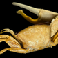 Dussumier's Fiddler Crab (Tubuca dussumieri) | Preserved Crab Specimen | Real Fiddler Crab