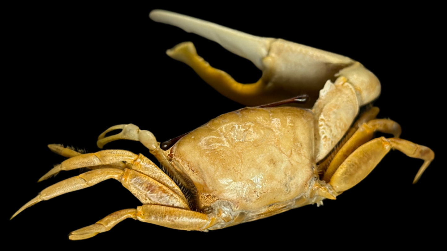 Dussumier's Fiddler Crab (Tubuca dussumieri) | Preserved Crab Specimen | Real Fiddler Crab