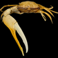 Dussumier's Fiddler Crab (Tubuca dussumieri) | Preserved Crab Specimen | Real Fiddler Crab