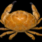 Egg Crab (Atergatis integerrimus) | Preserved Crab Specimen | Real Marine Crab