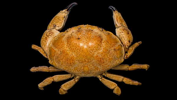 Egg Crab (Atergatis integerrimus) | Preserved Crab Specimen | Real Marine Crab