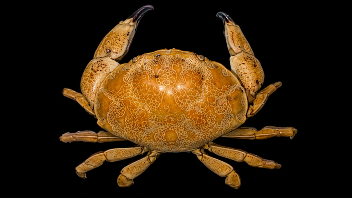 Egg Crab (Atergatis integerrimus) | Preserved Crab Specimen | Real Marine Crab