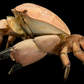Egg Crab (Atergatis integerrimus) | Preserved Crab Specimen | Real Marine Crab