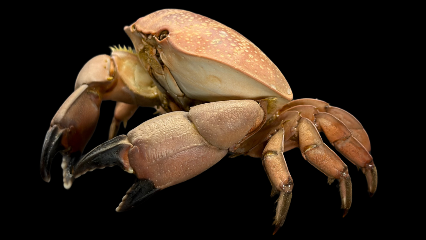 Egg Crab (Atergatis integerrimus) | Preserved Crab Specimen | Real Marine Crab
