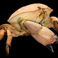 Egg Crab (Atergatis integerrimus) | Preserved Crab Specimen | Real Marine Crab