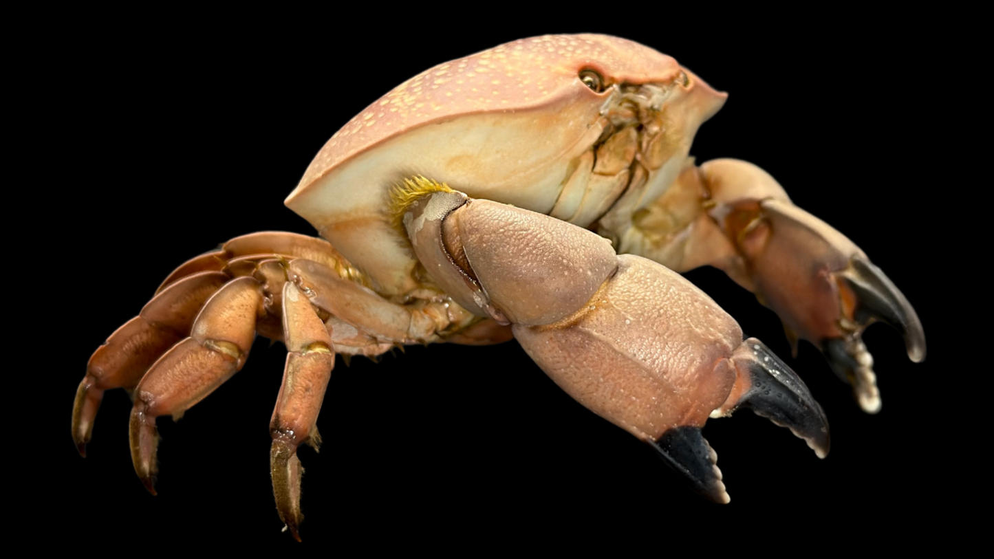 Egg Crab (Atergatis integerrimus) | Preserved Crab Specimen | Real Marine Crab