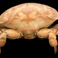Egg Crab (Atergatis integerrimus) | Preserved Crab Specimen | Real Marine Crab