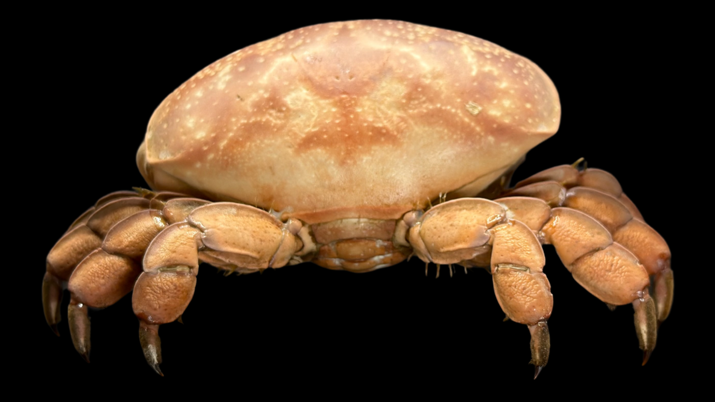 Egg Crab (Atergatis integerrimus) | Preserved Crab Specimen | Real Marine Crab