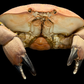 Egg Crab (Atergatis integerrimus) | Preserved Crab Specimen | Real Marine Crab