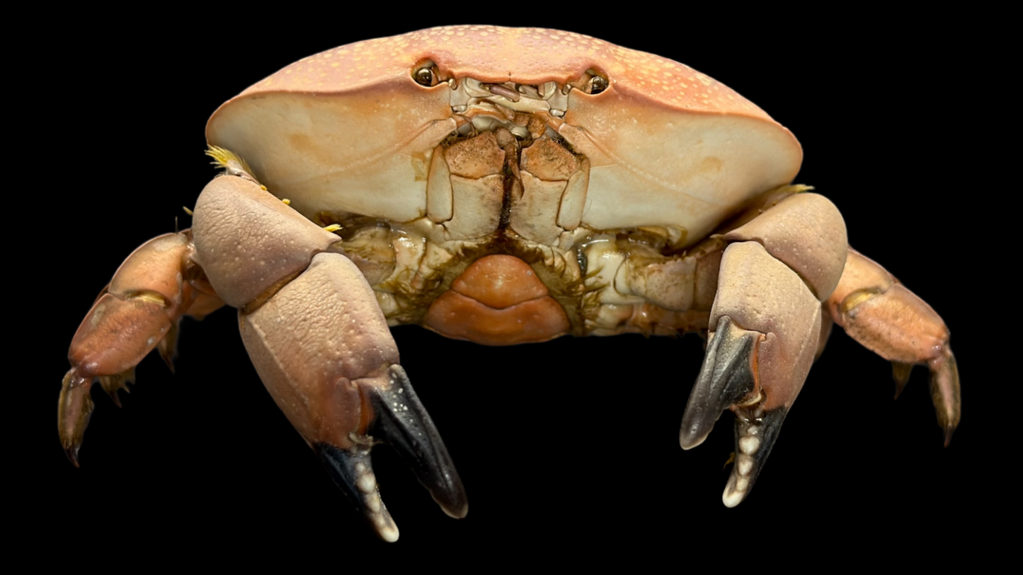 Egg Crab (Atergatis integerrimus) | Preserved Crab Specimen | Real Marine Crab