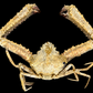Elbow Crab (Rhinolambrus contrarius) | Preserved Crab Specimen | Real Parthenopid Elbow Crab