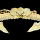 Elbow Crab (Rhinolambrus contrarius) | Preserved Crab Specimen | Real Parthenopid Elbow Crab