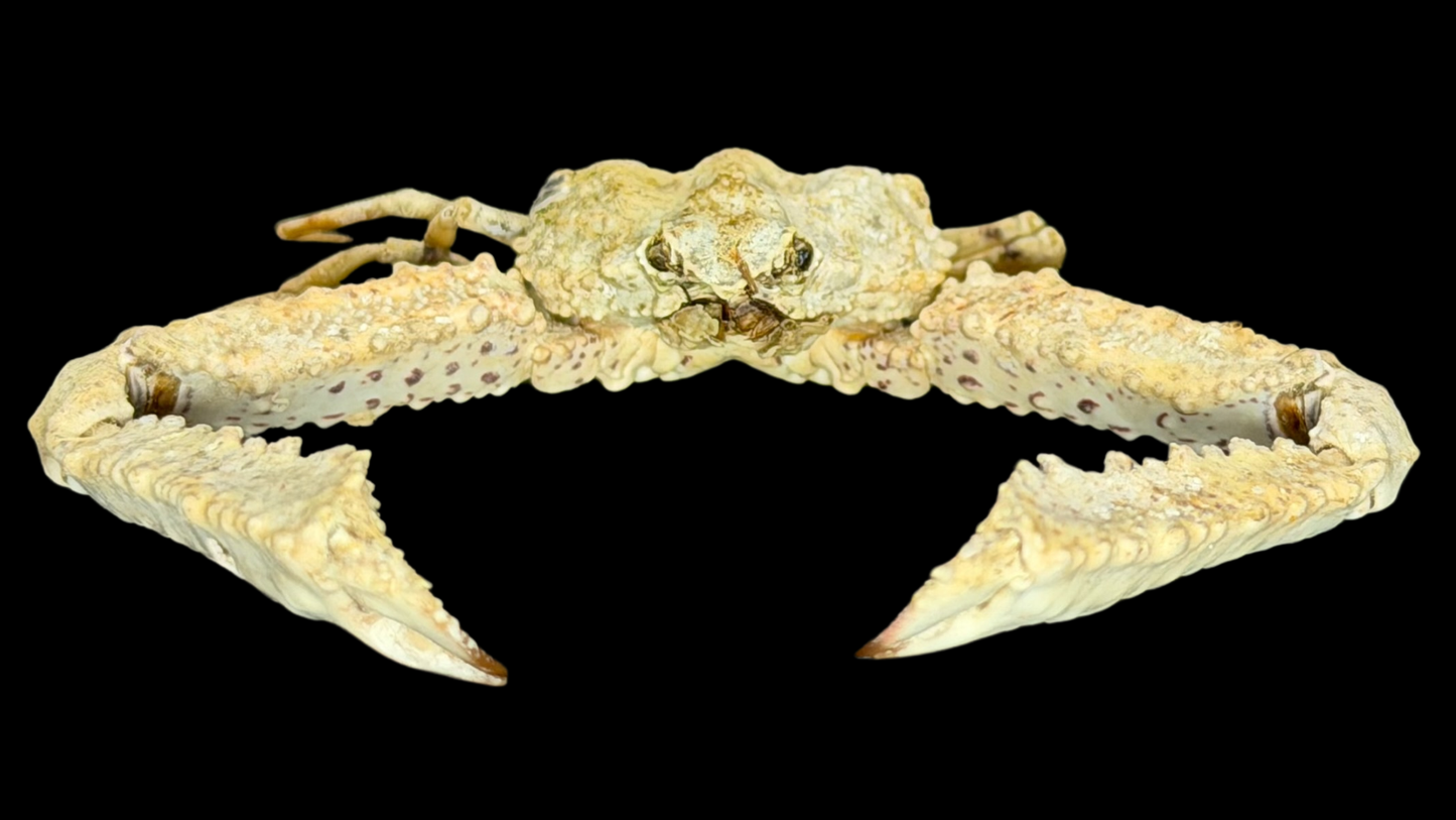 Elbow Crab (Rhinolambrus contrarius) | Preserved Crab Specimen | Real Parthenopid Elbow Crab