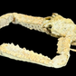 Elbow Crab (Rhinolambrus contrarius) | Preserved Crab Specimen | Real Parthenopid Elbow Crab