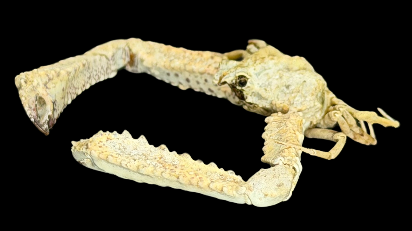 Elbow Crab (Rhinolambrus contrarius) | Preserved Crab Specimen | Real Parthenopid Elbow Crab