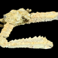 Elbow Crab (Rhinolambrus contrarius) | Preserved Crab Specimen | Real Parthenopid Elbow Crab