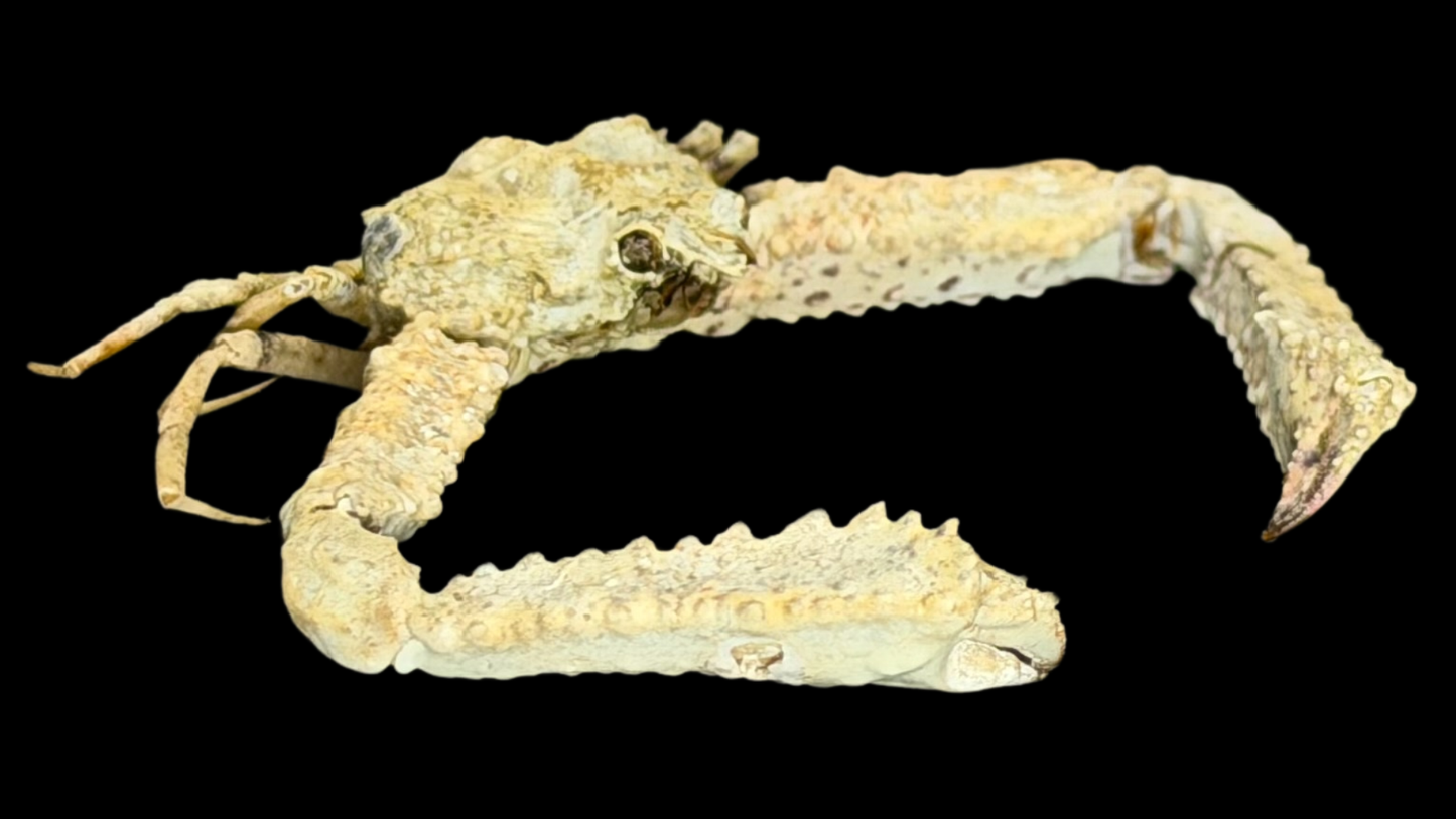 Elbow Crab (Rhinolambrus contrarius) | Preserved Crab Specimen | Real Parthenopid Elbow Crab