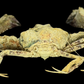 Elbow Crab (Rhinolambrus contrarius) | Preserved Crab Specimen | Real Parthenopid Elbow Crab