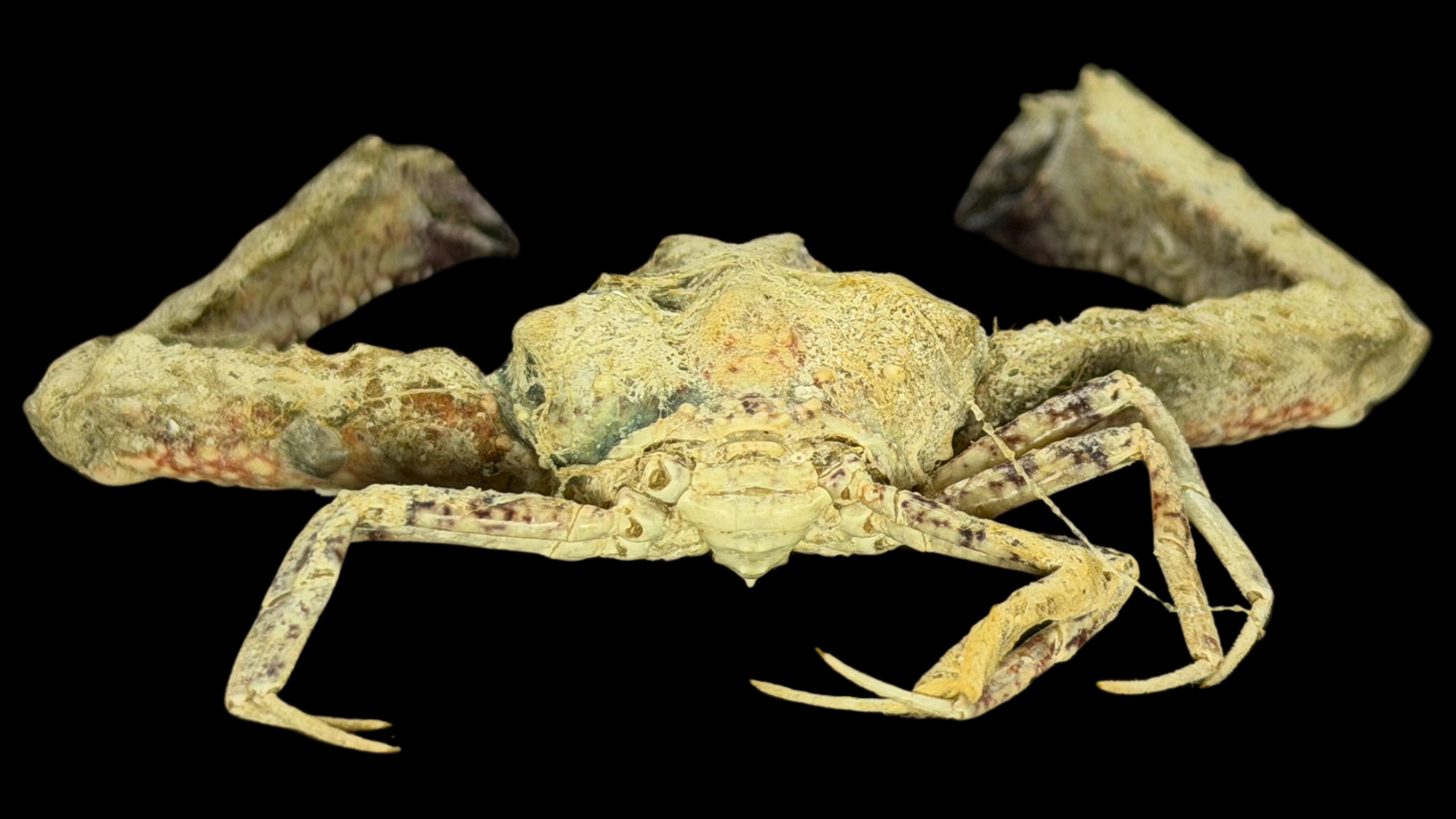 Elbow Crab (Rhinolambrus contrarius) | Preserved Crab Specimen | Real Parthenopid Elbow Crab