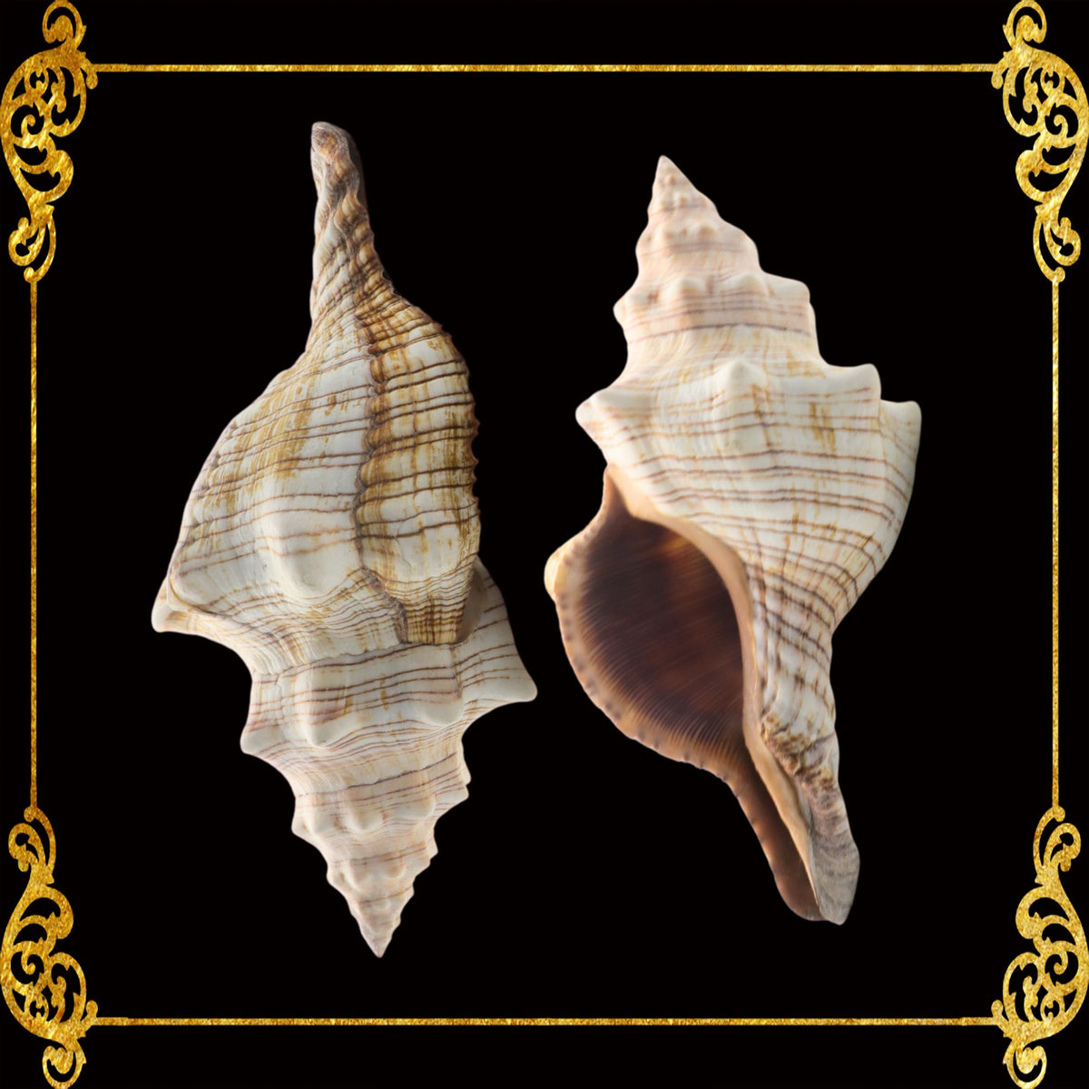 Fasciolaria | Trapezium Horse Conch | 8 - 9 Inches | Large