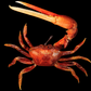 Orange Fiddler Crab (Gelasimus vocans) | Preserved Crab Specimen | Real Marine Crab