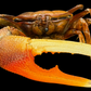 Orange Fiddler Crab (Gelasimus vocans) | Preserved Crab Specimen | Real Marine Crab