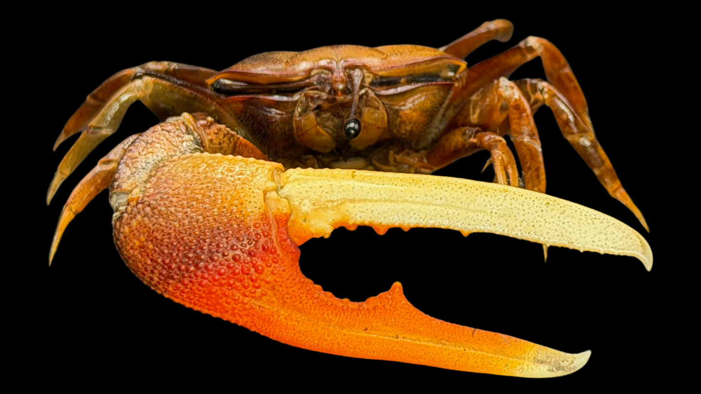 Orange Fiddler Crab (Gelasimus vocans) | Preserved Crab Specimen | Real Marine Crab