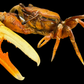 Orange Fiddler Crab (Gelasimus vocans) | Preserved Crab Specimen | Real Marine Crab