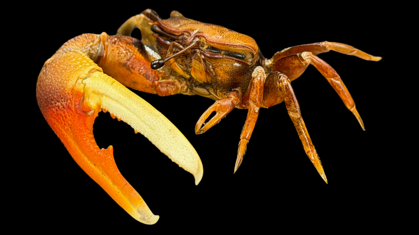 Orange Fiddler Crab (Gelasimus vocans) | Preserved Crab Specimen | Real Marine Crab