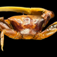 Orange Fiddler Crab (Gelasimus vocans) | Preserved Crab Specimen | Real Marine Crab