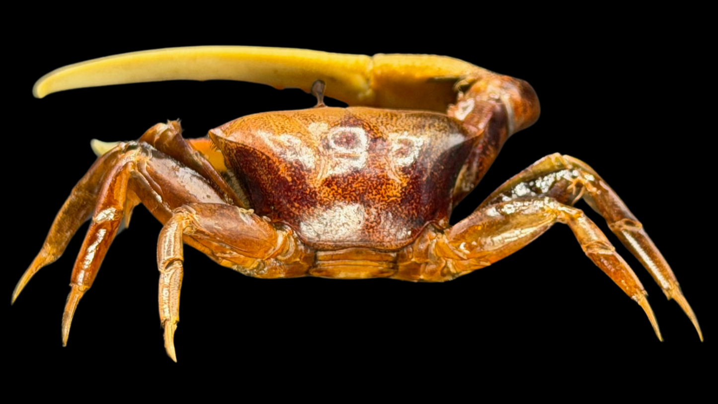 Orange Fiddler Crab (Gelasimus vocans) | Preserved Crab Specimen | Real Marine Crab
