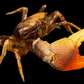 Orange Fiddler Crab (Gelasimus vocans) | Preserved Crab Specimen | Real Marine Crab