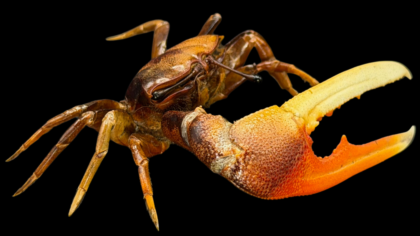 Orange Fiddler Crab (Gelasimus vocans) | Preserved Crab Specimen | Real Marine Crab
