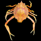 Fleeting Purse Crab (Myra fugax) | Preserved Crab Specimen | Real Marine Crab
