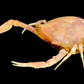Fleeting Purse Crab (Myra fugax) | Preserved Crab Specimen | Real Marine Crab