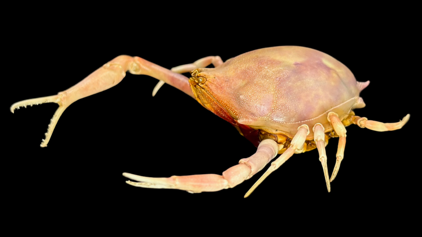 Fleeting Purse Crab (Myra fugax) | Preserved Crab Specimen | Real Marine Crab