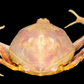 Fleeting Purse Crab (Myra fugax) | Preserved Crab Specimen | Real Marine Crab