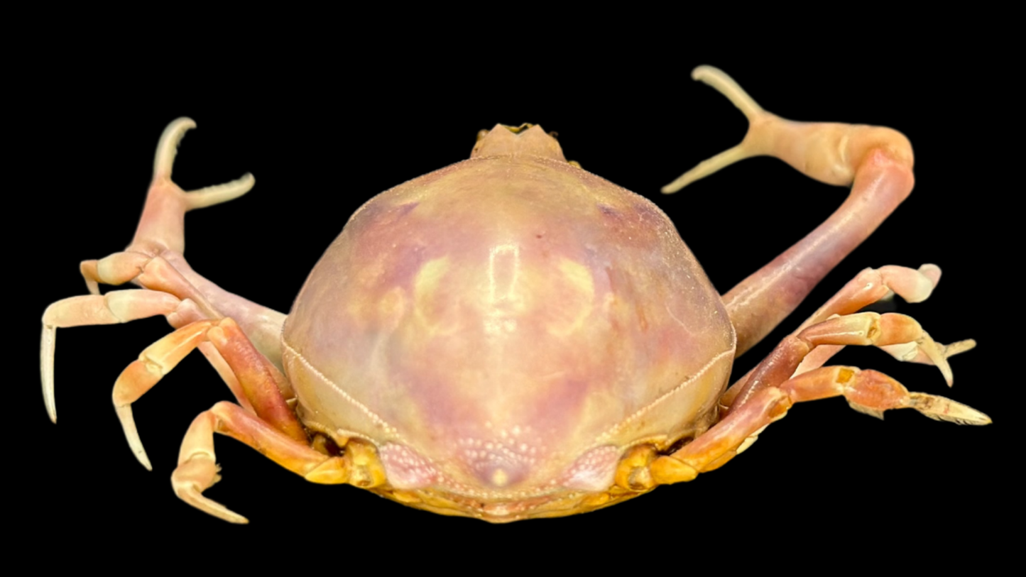 Fleeting Purse Crab (Myra fugax) | Preserved Crab Specimen | Real Marine Crab