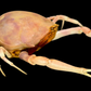 Fleeting Purse Crab (Myra fugax) | Preserved Crab Specimen | Real Marine Crab