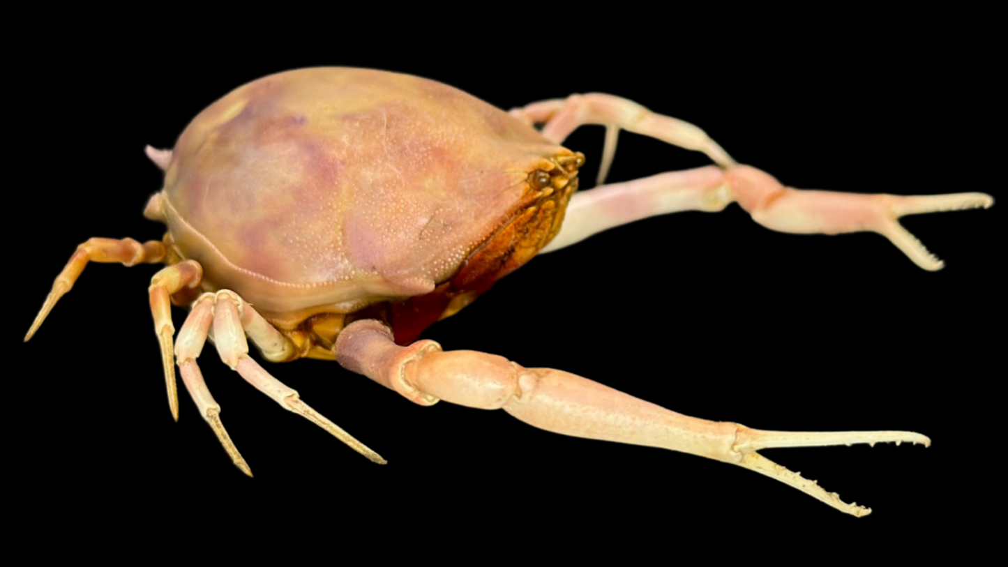 Fleeting Purse Crab (Myra fugax) | Preserved Crab Specimen | Real Marine Crab