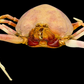 Fleeting Purse Crab (Myra fugax) | Preserved Crab Specimen | Real Marine Crab