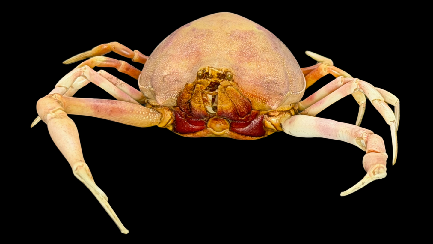 Fleeting Purse Crab (Myra fugax) | Preserved Crab Specimen | Real Marine Crab